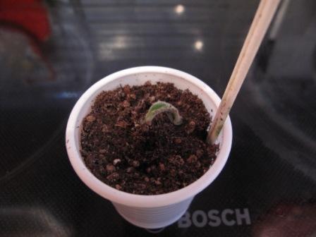 IMG_6484 умен.JPG