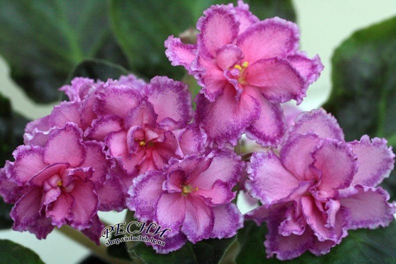 IMG_8266 копия.jpg