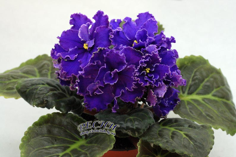 IMG_9277 (367) копия.jpg