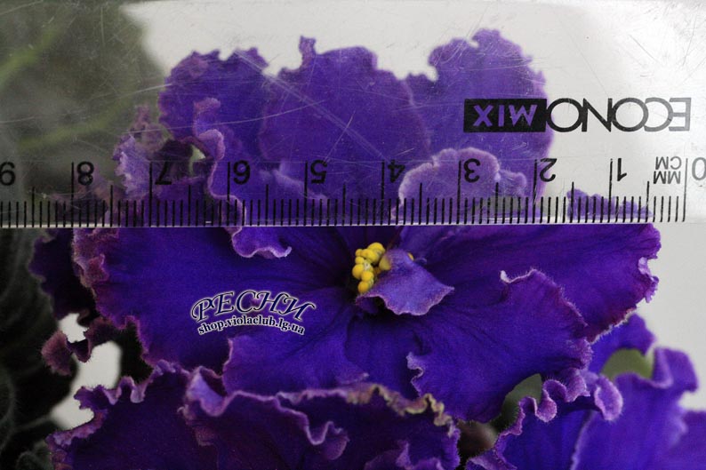 IMG_9281 (371) копия.jpg