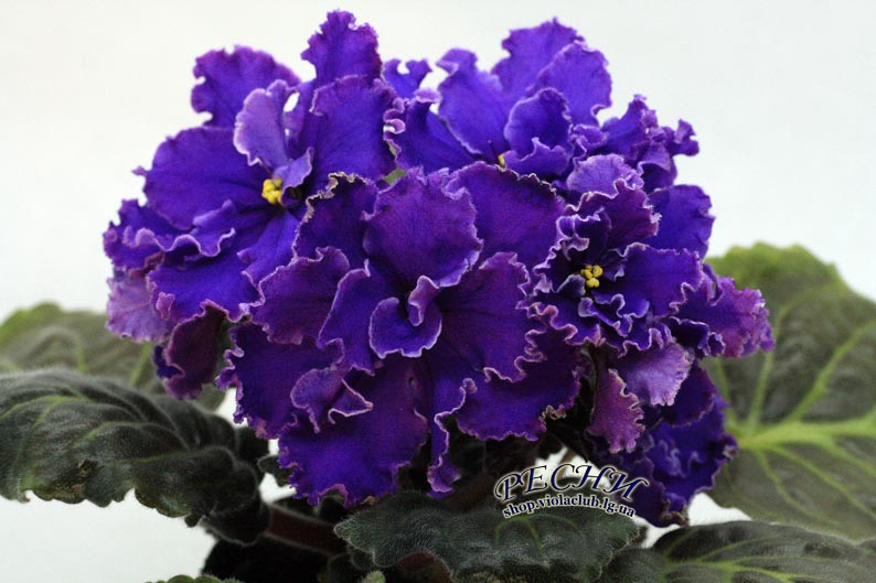 IMG_9292 (382) копия.jpg