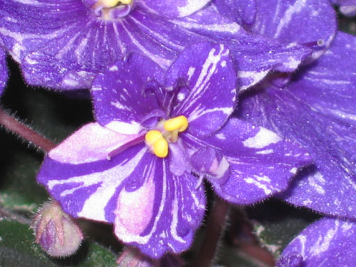 IMG_9676 копия.jpg