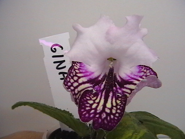 IMGA3535.JPG