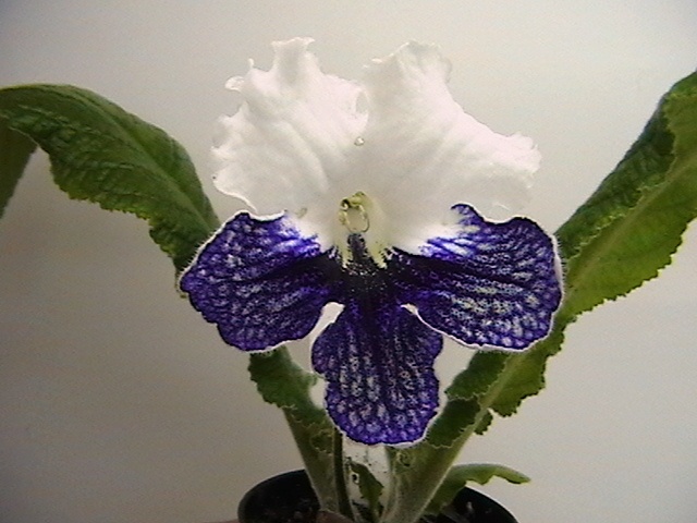 IMGA4311.JPG