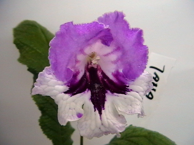 IMGA4516.JPG