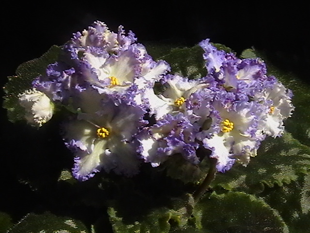 IMGA8878.JPG