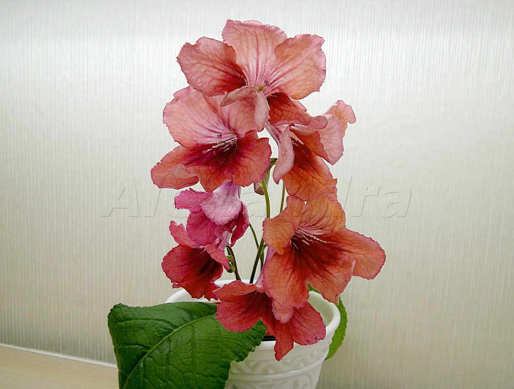 IMGP3850.jpg