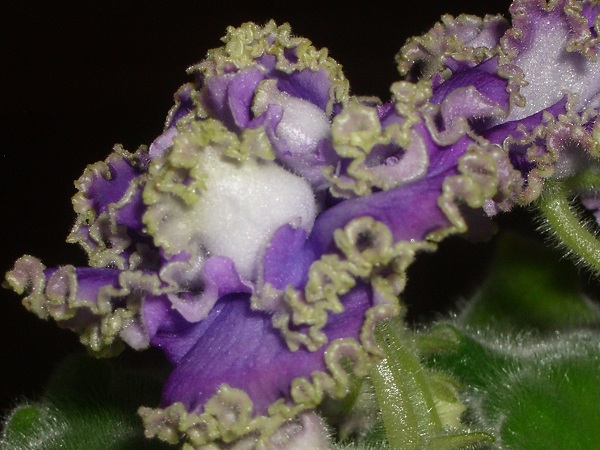 IMGP6496 - Kopie.JPG