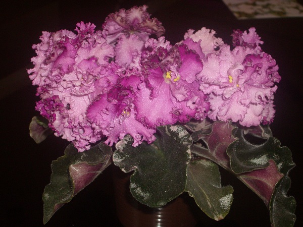 IMGP6617 - Kopie.JPG