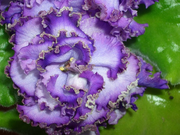 IMGP7036 - Kopie.JPG