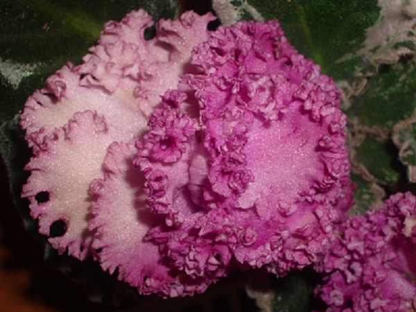 IMGP7247 - Kopie.JPG