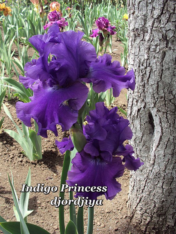 Indigo_Princess_800.jpg