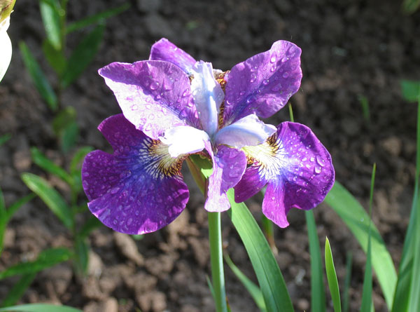 iris_15.jpg