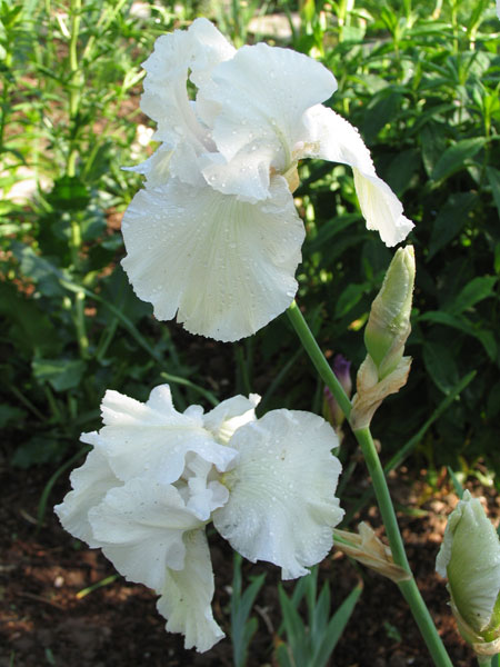 iris_20.jpg