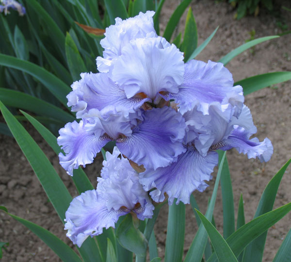 iris_4_2.jpg