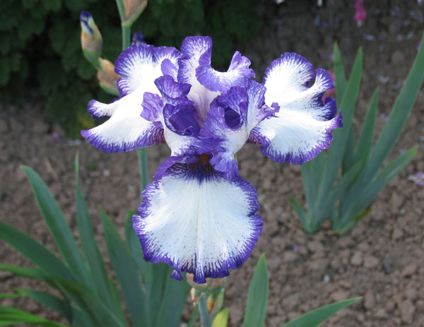 iris_6.jpg