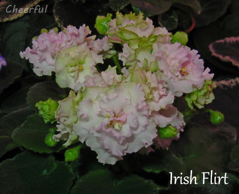 irish flirt 20.01.15 2.jpg