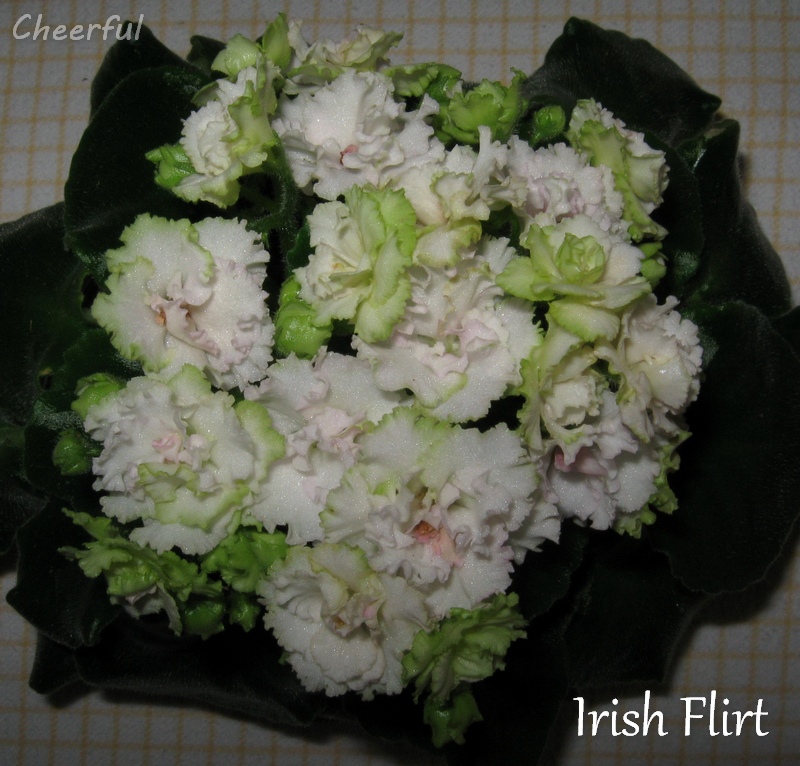 irish flirt 26.10.14 2.jpg