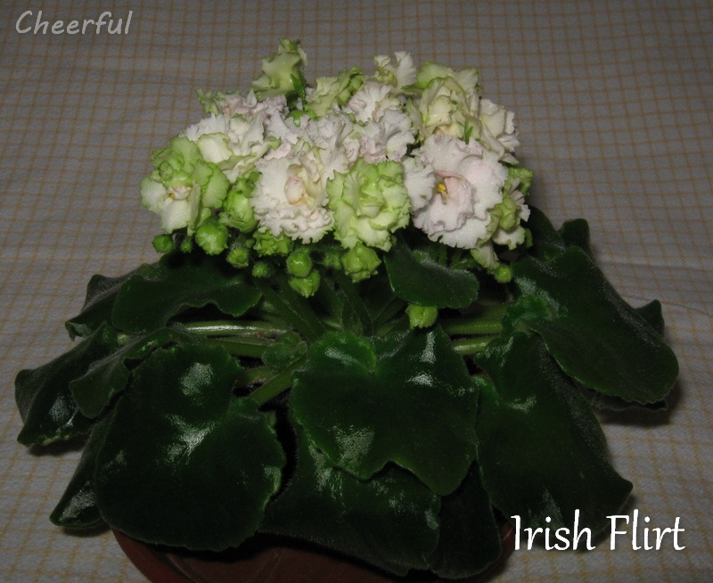 irish flirt 26.10.14.jpg