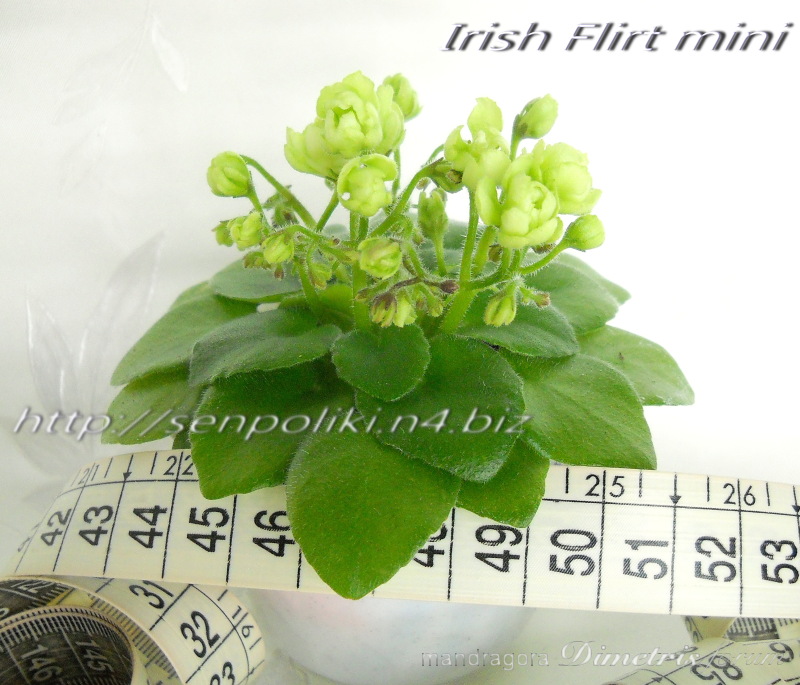 Irish Flirt mini.jpg