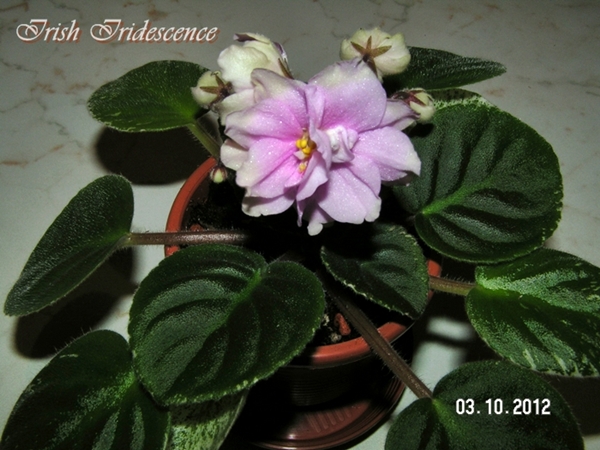 irish iridescence.jpg