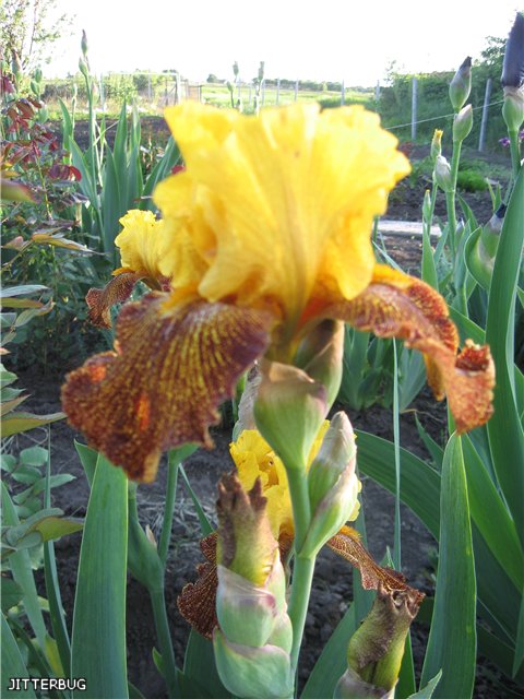 JITTERBUG мой.jpg