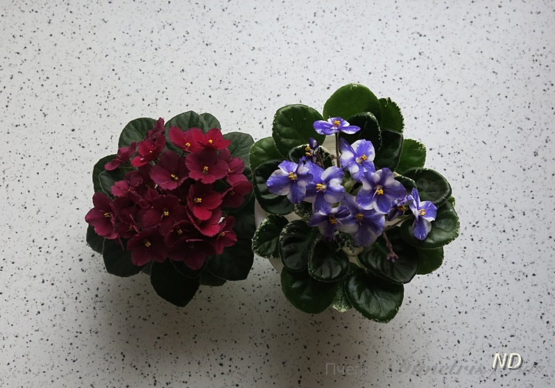 Jolly Mars i Little Blue.JPG