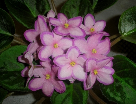 Kev’s Heavenly Star2.JPG