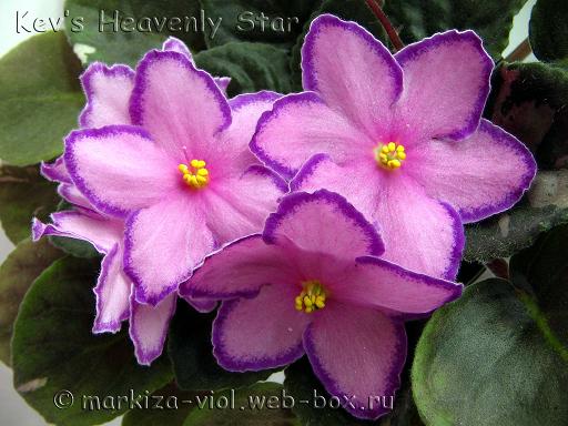 Kev’s Heavenly Star.JPG