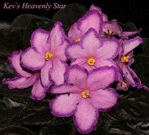 KevsHeavenlyStar.jpg
