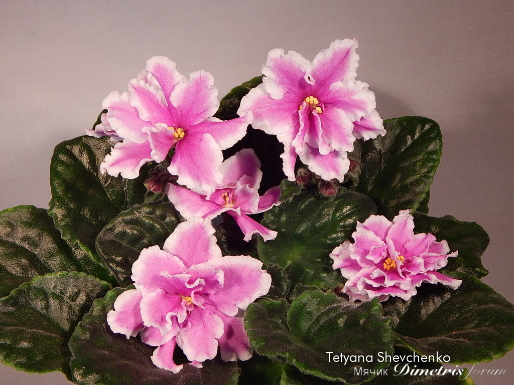 Kings Ransom спорт.JPG