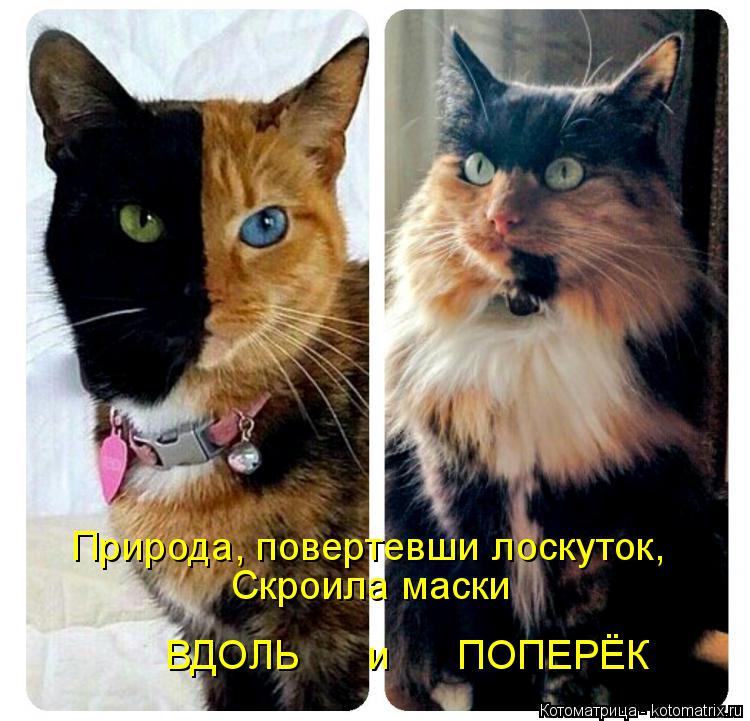 kotomatritsa_3 (1).jpg