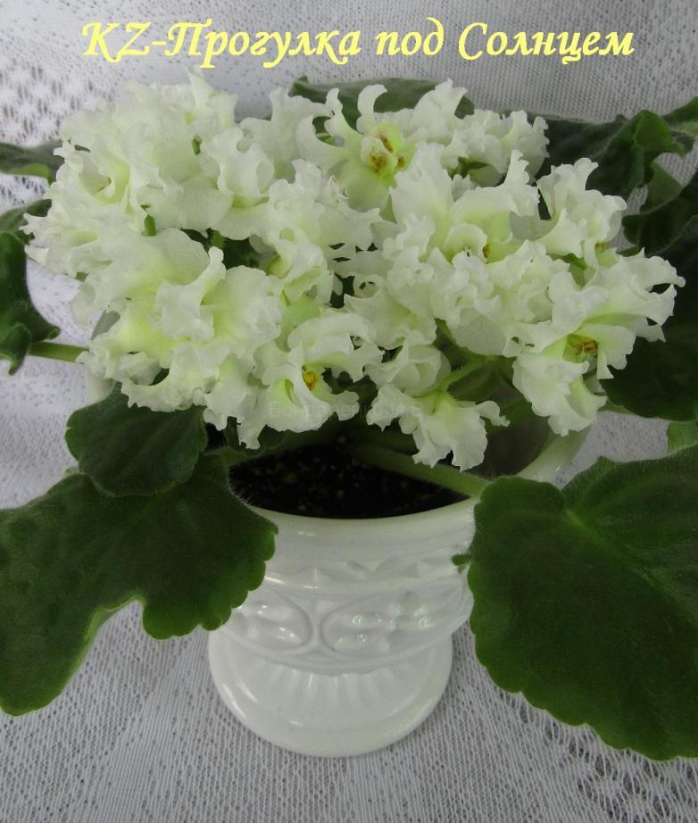 KZ-Прогулка под Cолнцем1.jpg