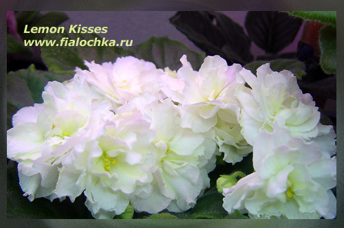 Lemon-Kisses-2.jpg