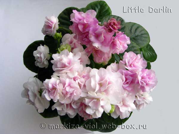 Little-Darlin2.jpg