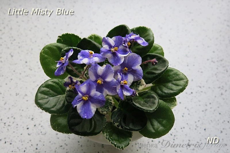 Little Misty Blue2.JPG