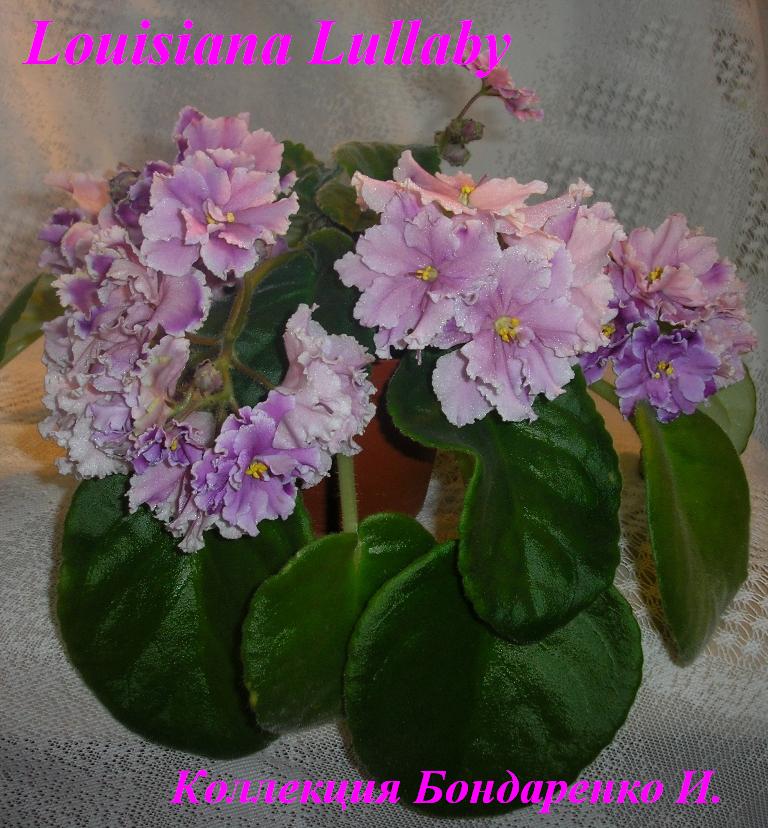 Louisiana Lullaby.JPG