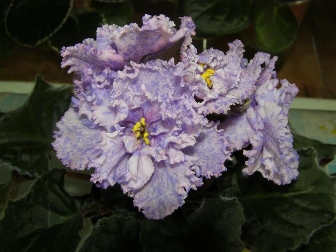 Lyon's Magic Charms.JPG