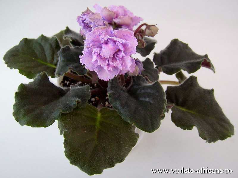 Lyon's Magic Charms.jpg