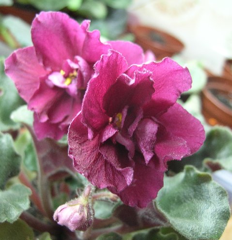 Lyon's Midnight Sun - 17 декабря 2007 года_sm.jpg