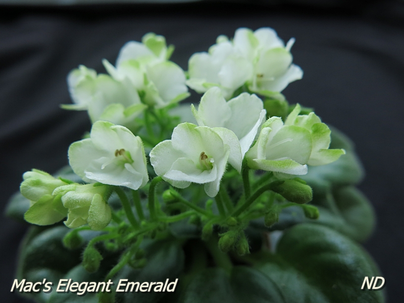 Mac's Elegant Emerald1.JPG
