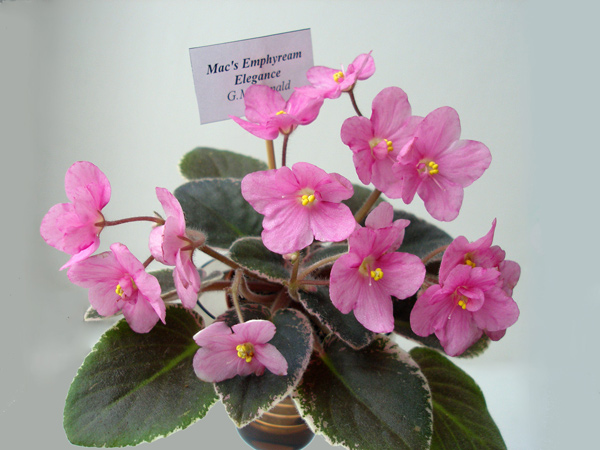 Mac’s Emphyream Elegance.jpg