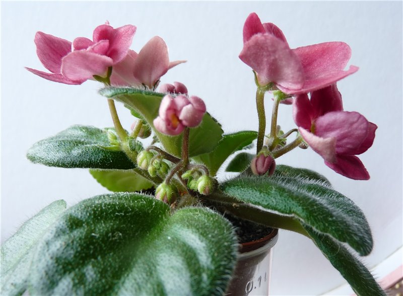 Mac's Sentimental Scarlet2.jpg