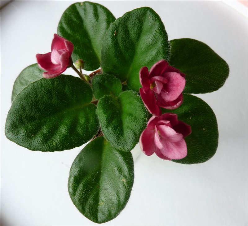 Mac's Sentimental Scarlet4.jpg