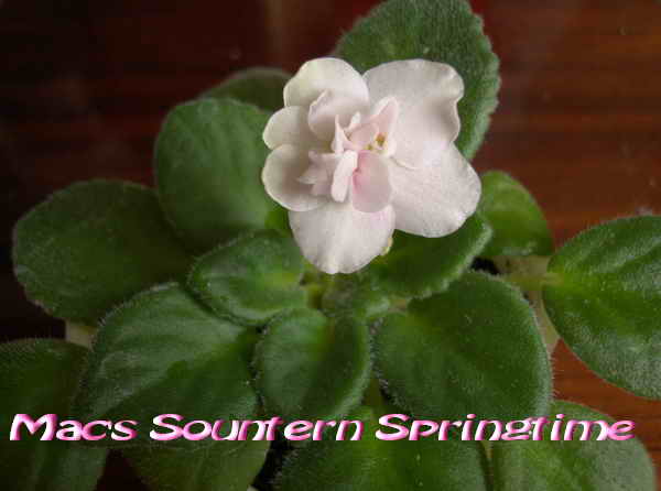 Mac's Sountern Sprintime.jpg