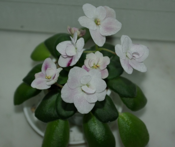 Mac's Southern Springtime10.JPG