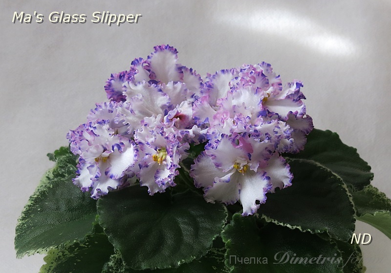 Ma's Glass Slipper2.JPG