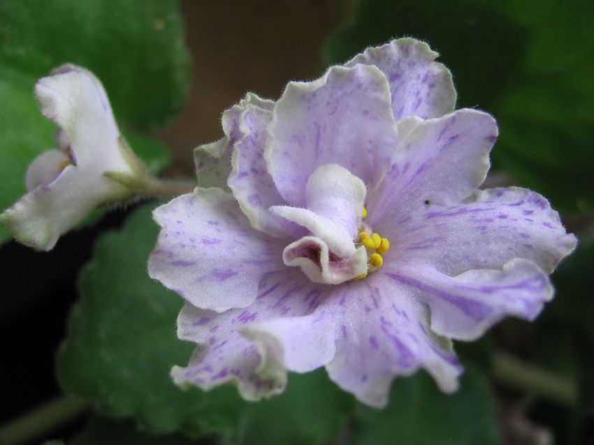 Ma's Prince Froggie _6423.jpg