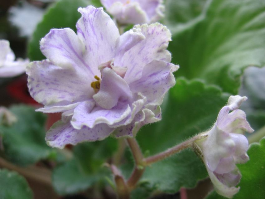 Ma's Prince Froggie _6424.jpg