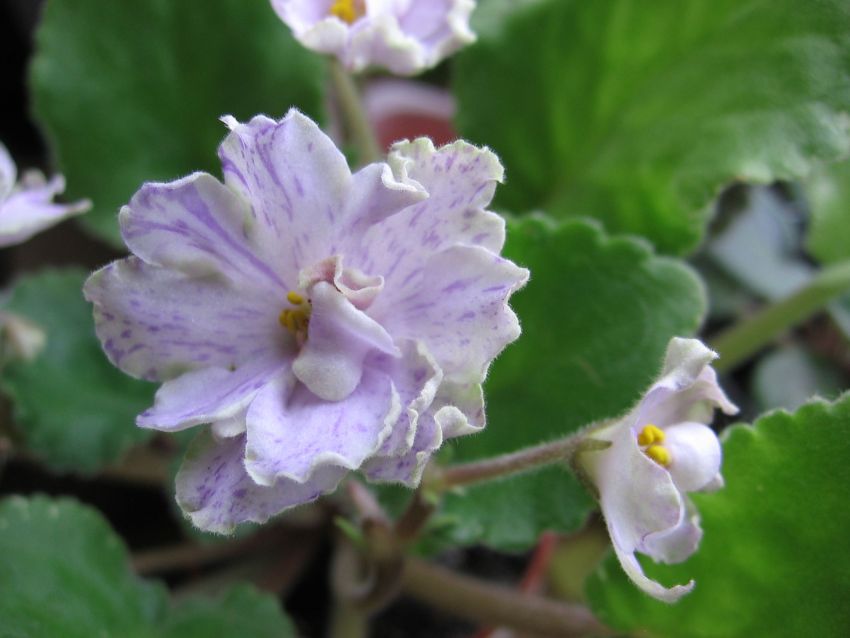 Ma's Prince Froggie _6425.jpg